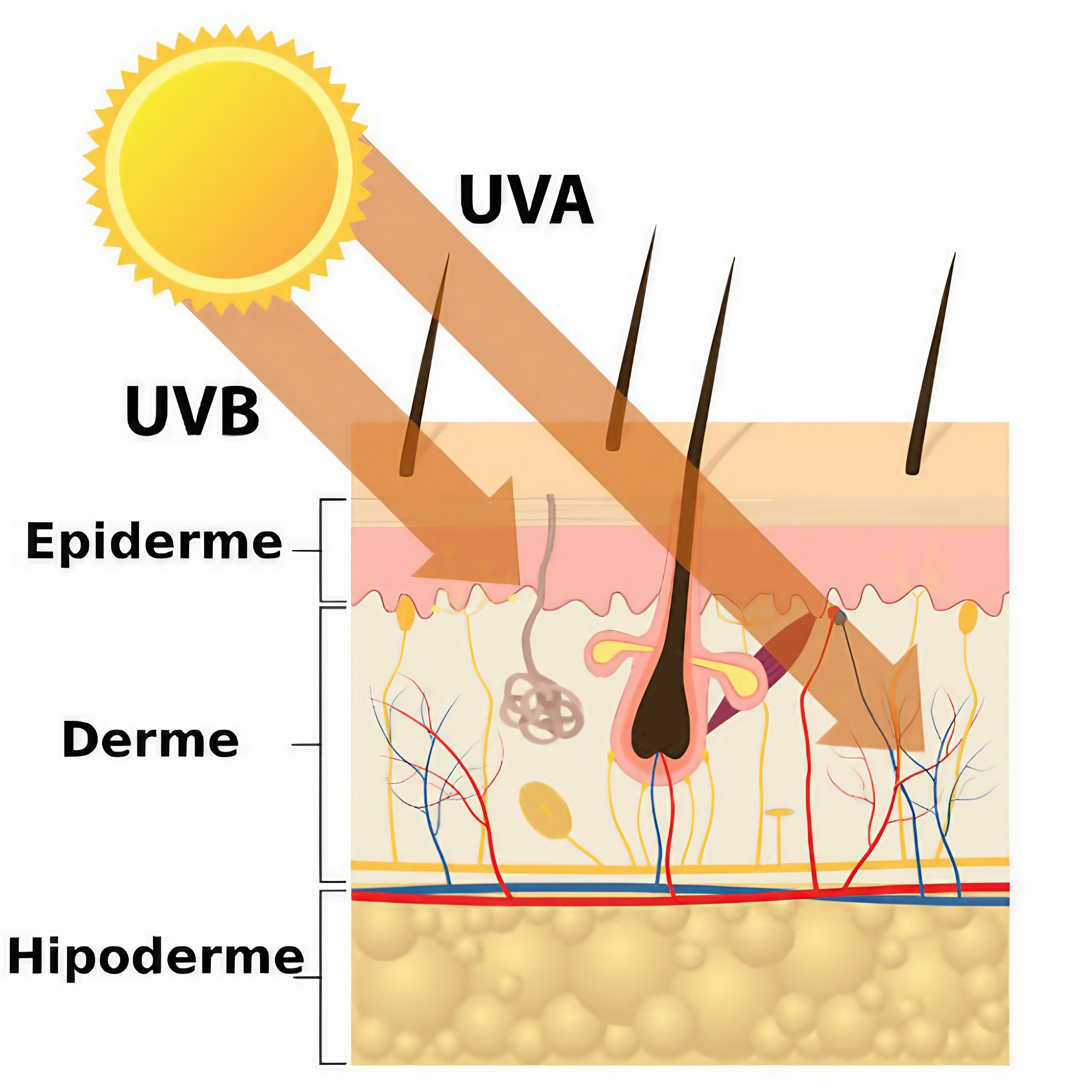Сонцезахисний крем для обличчя SPF 30+ Hillary VitaSun Daily Protect Cream, 40 мл
